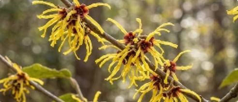 Witch Hazel