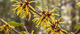 Witch Hazel